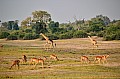 0092 Chobe NP