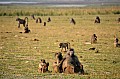 0093 Chobe NP