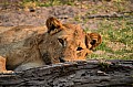 0095 Chobe NP