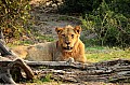 0096 Chobe NP