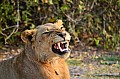 0097 Chobe NP