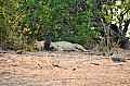 0098 Chobe NP
