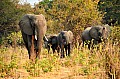 0099 Chobe NP