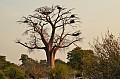 0100 Chobe NP