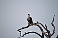 0101 Chobe NP