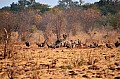 0102 Chobe NP