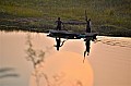 0103 Chobe NP