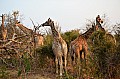 0106 Chobe NP