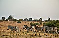 0107 Chobe NP