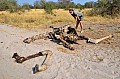 0108 Chobe NP