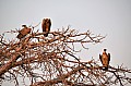 0110 Chobe NP