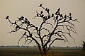 0111 Chobe NP