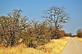 0118 Savuti Game Reserve