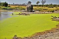 0121 Savuti Game Reserve