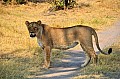 0123 Savuti Game Reserve