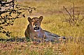 0124 Savuti Game Reserve
