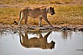 0125 Savuti Game Reserve