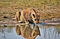 0126 Savuti Game Reserve