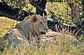 0127 Savuti Game Reserve