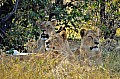 0128 Savuti Game Reserve