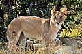 0129 Savuti Game Reserve