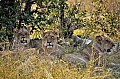 0130 Savuti Game Reserve