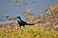 0131 Savuti Game Reserve