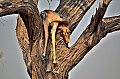 0133 Savuti Game Reserve
