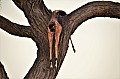 0134 Savuti Game Reserve