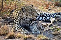 0135 Savuti Game Reserve