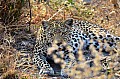 0136 Savuti Game Reserve