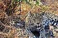 0137 Savuti Game Reserve