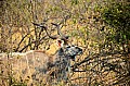 0142 Savuti Game Reserve