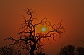 0144 Savuti Game Reserve