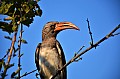 0149 Savuti Game Reserve