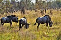 0150 Savuti Game Reserve