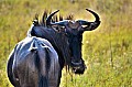 0151 Savuti Game Reserve