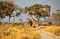 0152 Savuti Game Reserve