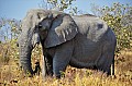 0153 Savuti Game Reserve