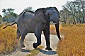0154 Savuti Game Reserve