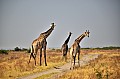 0155 Savuti Game Reserve