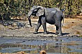 0157 Savuti Game Reserve