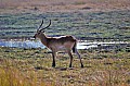 0161 Moremi Game Reserve