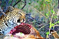 0164 Moremi Game Reserve