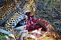 0166 Moremi Game Reserve