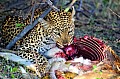 0167 Moremi Game Reserve