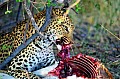 0168 Moremi Game Reserve