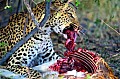 0169 Moremi Game Reserve
