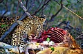0170 Moremi Game Reserve