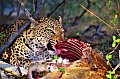 0171 Moremi Game Reserve